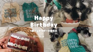 【vlog】ミニチュアシュナウザー1歳の誕生日🎂ケーキとプレゼント