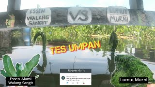 TES UMPAN : Lumut Murni VS Essen Daun Walang Sangit | Lihat Hasilnya...