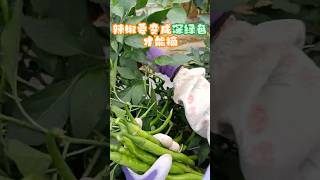 辣椒要变成深绿色才能摘 #农村生活 #田园生活 #种田 #辣椒 #village #farming #chili