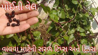 પોઈ ની વેલ વાવો સિમ્પલ ટિપ્સ અને ટ્રિક્સ સાથે...How 2 grow indian spinach plant??? @કુશળ_ગૃહિણી