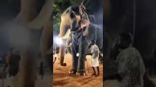 Ukkens kunju 🔥#keralaelephant #pooram #anapremi #thechikottukavuramachandran #pambadyrajan