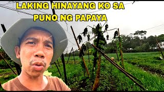 sayang ang pagkamatay ng puno ng papaya