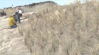 Tobay Dune Stabilization Project