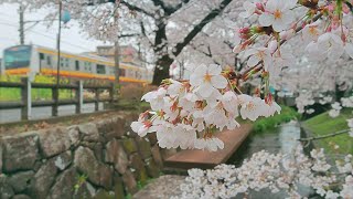 【二ヶ領用水 桜並木 (4K)】 神奈川県 川崎市 April 4, 2024 Japanese Cherry blossoms