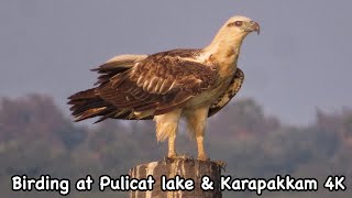 Birding at Pulicat lake \u0026 Karapakkam 4K | Canon Powershot Sx740hs