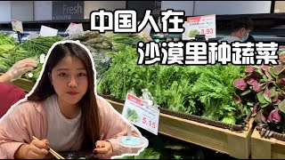 中国妹子游迪拜，竟发现华人在沙漠里种大白菜，这是神马操作？？【张猫猫流浪记】