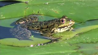 Green Frog on the leaf of Nuphar lutea 🔴