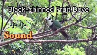 Black-chinned Fruit Dove Sound Call | Pogngan | Balud | Ando | Hinakupan | Hagumhom | Bagatan