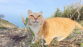 人懐っこい茶シロ猫ちゃんと一緒に島の絶景ポイントへお出掛けする