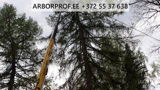 Arborist Valgas - Arboristiteenused Valgas - Arboristid Valgamaal