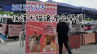 保護犬猫譲渡会を開催しました！2023/5/28イオン八幡東店