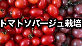 放任栽培で美味しいトマトが食べ放題！コスパよし！タイパよし！ソバージュ栽培記録(植えつけ〜収穫まで)