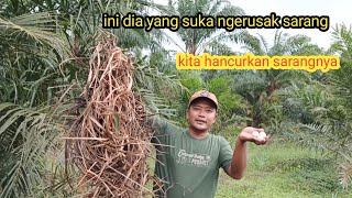 ini dia sarang yang paling meresahkan! kita rusak aja sarang bubut