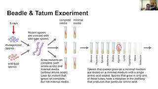 Genetics \u0026 Evolution 6 - The Beadle \u0026 Tatum Experiment