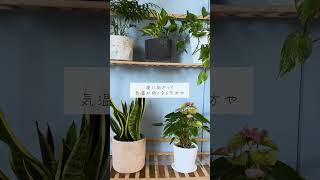 🍀気温が低い季節の　正しい水やりの時間🍀【☘Life with Houseplant】2501-10