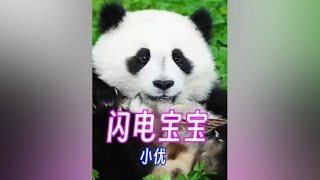 当我想要了解这只熊猫宝宝时它已经去往潘达星了，它才仅一岁多