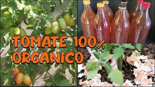 Cultivo de tomate 100% Orgánico en el jardín