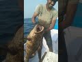 பண்டாரி மீன் goliath grouper