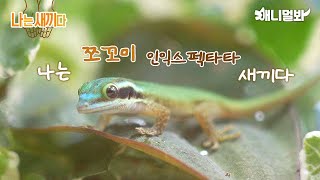 나는 태어난 지 15일 된 인익스픽타타 게코 새끼다 [애니멀봐 나새끼 87호]ㅣI’m A 15 Day Old Inexpectata Gecko [87th lead]