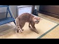 子猫にやきもちを焼く先住猫がかまってちゃんすぎる