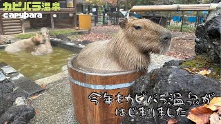 【温泉初日】カピバラ温泉はじまりました（11/15～3/31）- capybara relaxing in a bath