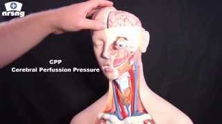 Cerebral Perfusion Pressure (CPP) | Regulation | Calculation