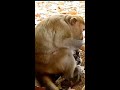 monkey birth