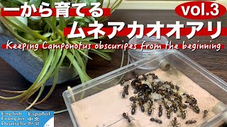 【アリ飼育】一から育てるムネアカオオアリ vol.3　〜冬を越えて2度目の春を迎えるまでのコロニーの1年間の飼育観察〜 【蟻観察キット】【蟻飼い方】