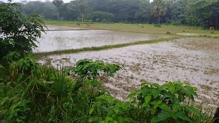 A Rainy Day My Village Road। বর্ষায় আমার বাংলা গ্রাম ও প্রকৃতি। Beautiful Natural in Rainy Day।