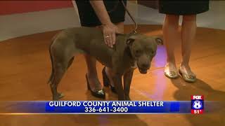 Crumpet is FOX8`s pet of the week