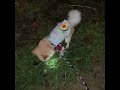 【ちょいワル犬ルーク】ジャンピング逆立ちをする犬【やんちゃなチワワ】