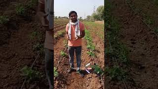 पपीता और खीरा की 2 layer farming | #farmingtaknik | #Shorts | #Ashishmorchhale | #ashishbhai