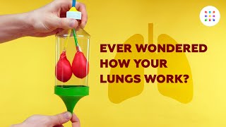 DIY model lungs