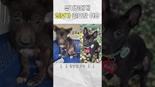 임시보호를 하는 이유 #유기견임보