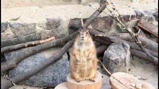 Okazaki City East Park, Zoo Aichi 愛知県 岡崎市東公園 動物園