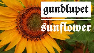 gundlupet | Sunflower | ഗുണ്ടൽ പേട്ട് |സൂര്യകാന്തി