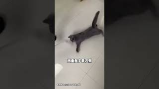 猫眼中的人类世界有多扭曲？猫咪视觉 猫咪眼睛 猫眼中的世界 养宠经验分享 新手养猫