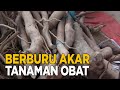 Berburu akar yang dapat dijadikan obat herbal | JELAJAH