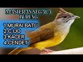 Masteran Burung || Cucak jengot Gacor