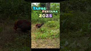 Pikat ayam hutan #pikatbetina