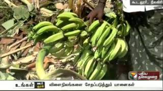 1500 plantain trees damaged by wild elephants near Gudalur, Nilgiris