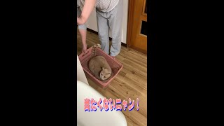 【猫動画】買い物かごから出たくない猫と、出てほしい下僕！ｗ #shorts