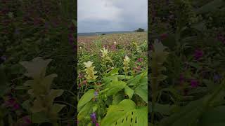 Very beautiful flowers bloom after seven years at kas Pathar #Kas #beautiful #farming #shorts #trend