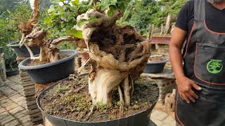 พาชมสวน yamadori เมืองเหน่อ