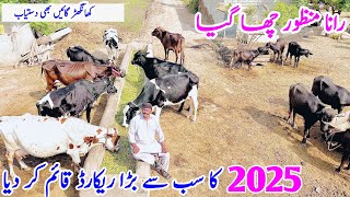 Rana Manzoor new Record of Cows | Friesian Cows | Fresh Deliver Cows | Pk Janwar Mandi | 17 June2025