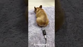 Best Funny Animal Videos 2022 🤣- Funniest Cats😻 And Dogs🐶 Videos 😻 || Part 1🤣 #shorts #Cats #Dogs