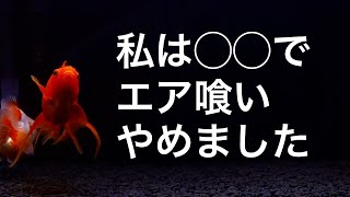 【水槽熱帯魚アクアリウム】金魚のエア食いが改善した方法【琉金】