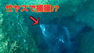 テトラの中のデカイ魚に竹ヤスを打ち込むと…【魚突き】