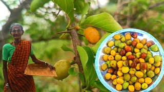 village grandmaa natural and Rare fruit, karakkai Picking the fruit and ripening it for eating,