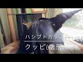 【貴重映像】ハト対カラス勝つのはどっち？2021 3 27撮影